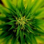 Co to jest marihuana lecznicza?