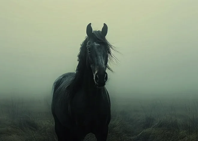 Krematorium dla zwierząt – czyli co się dzieje ze zwierzętami, gdy znikają z tego świata