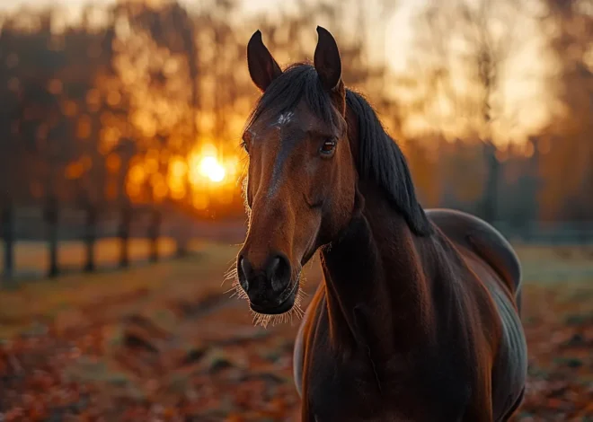 Krematorium dla zwierząt – czym jest i dlaczego należy się nim zainteresować?