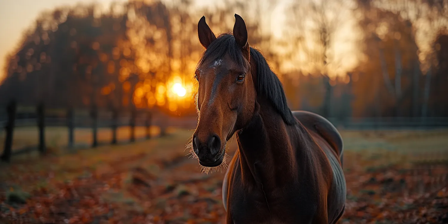 Krematorium dla zwierząt – czym jest i dlaczego należy się nim zainteresować?
