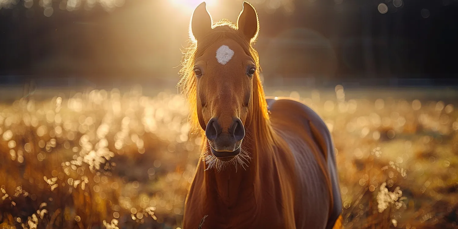 Krematorium dla zwierząt – jak wygląda?