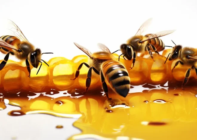 Matki pszczele reprodukcyjne cena