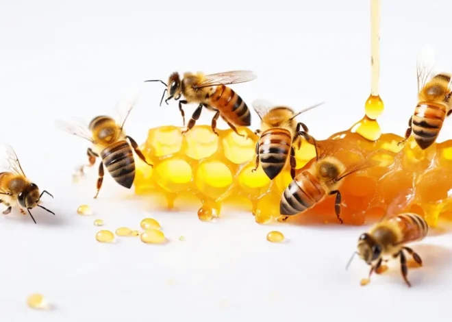 Kremowanie miodu rzepakowego